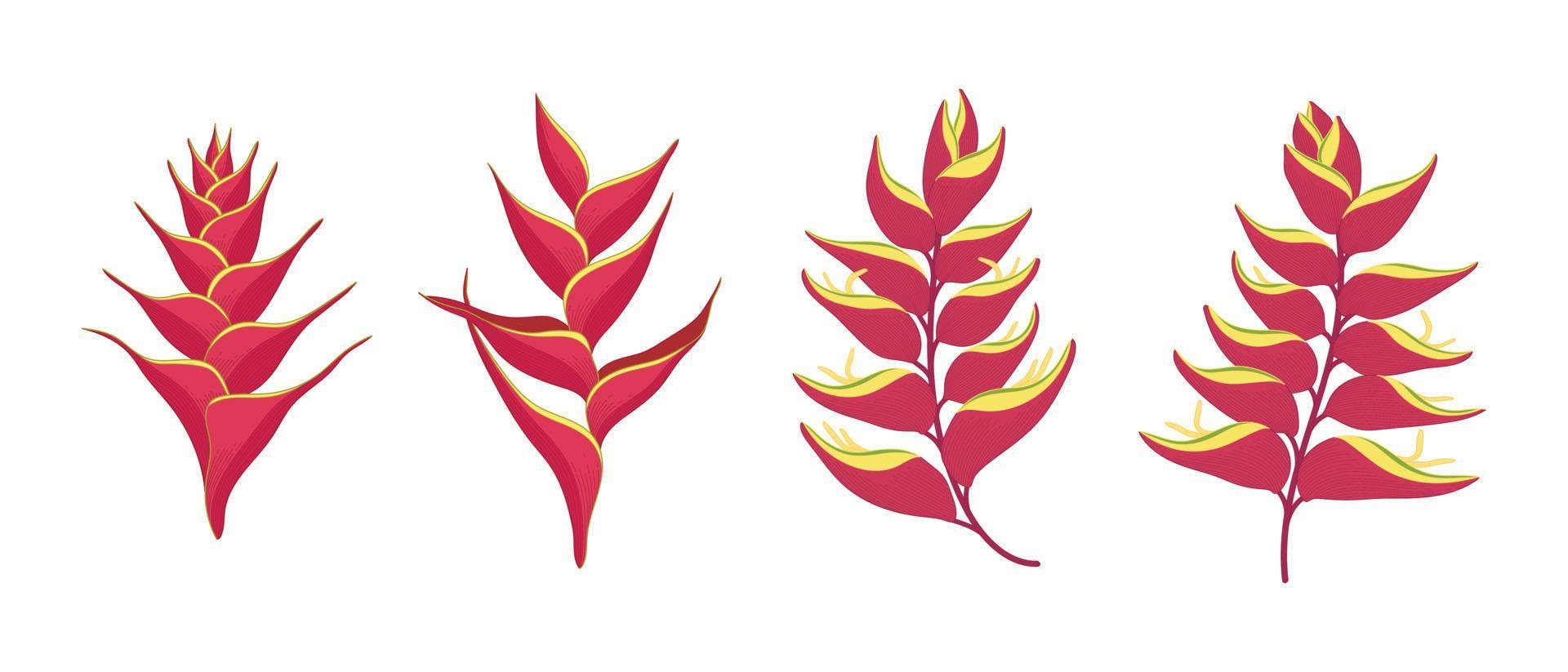 Set of red heliconia blooming flowers illustration. vector