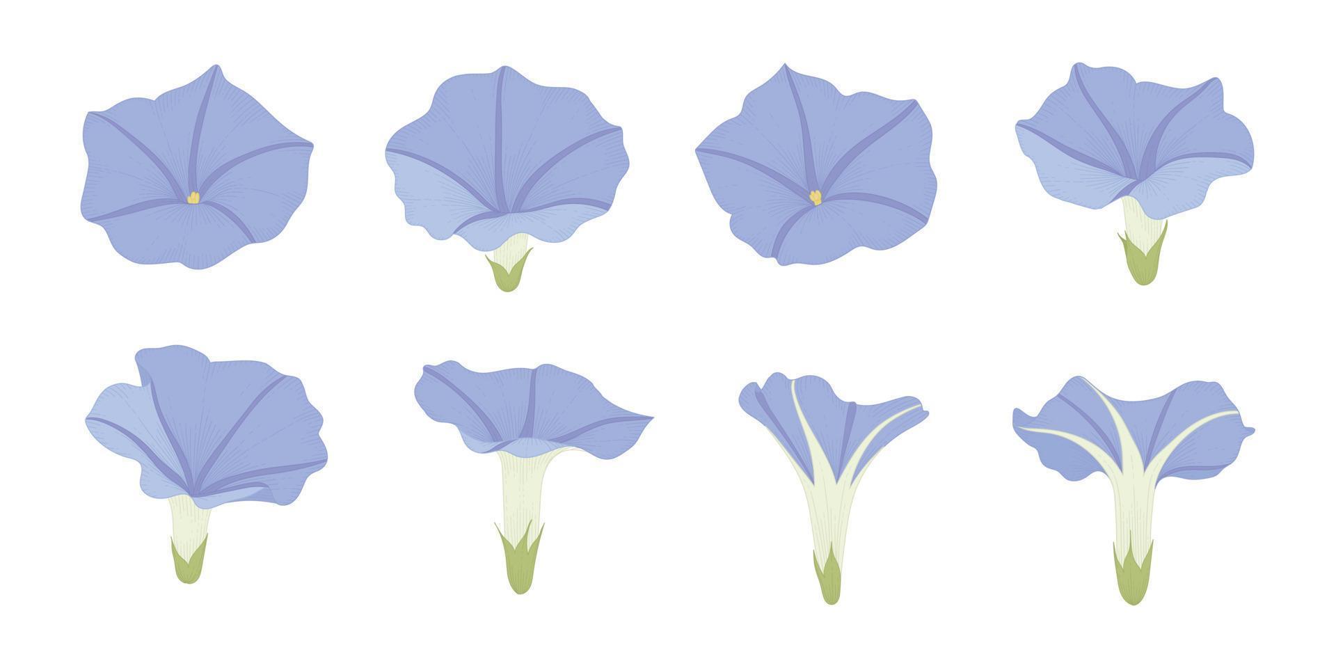 Set of blue morning glory blooming flowers illustration. vector