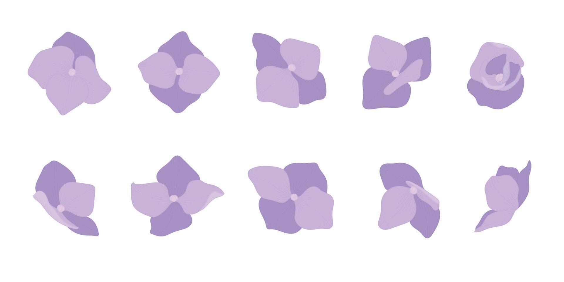 Set of purple hydrangea blooming flowers illustration. vector