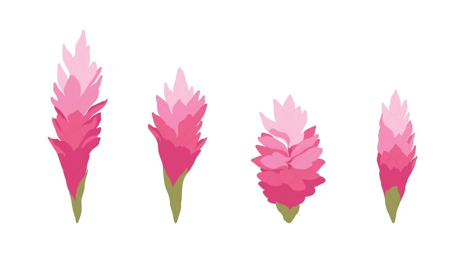 Set of tropical blooming flowers illustration. vector