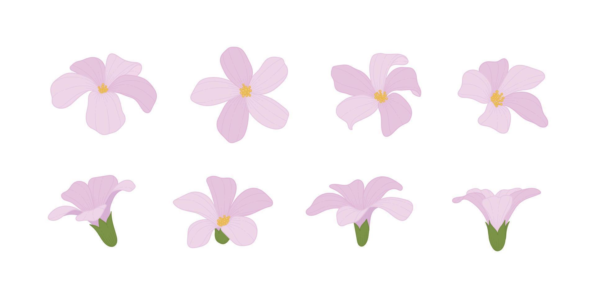Set of pink blooming flowers illustration. vector