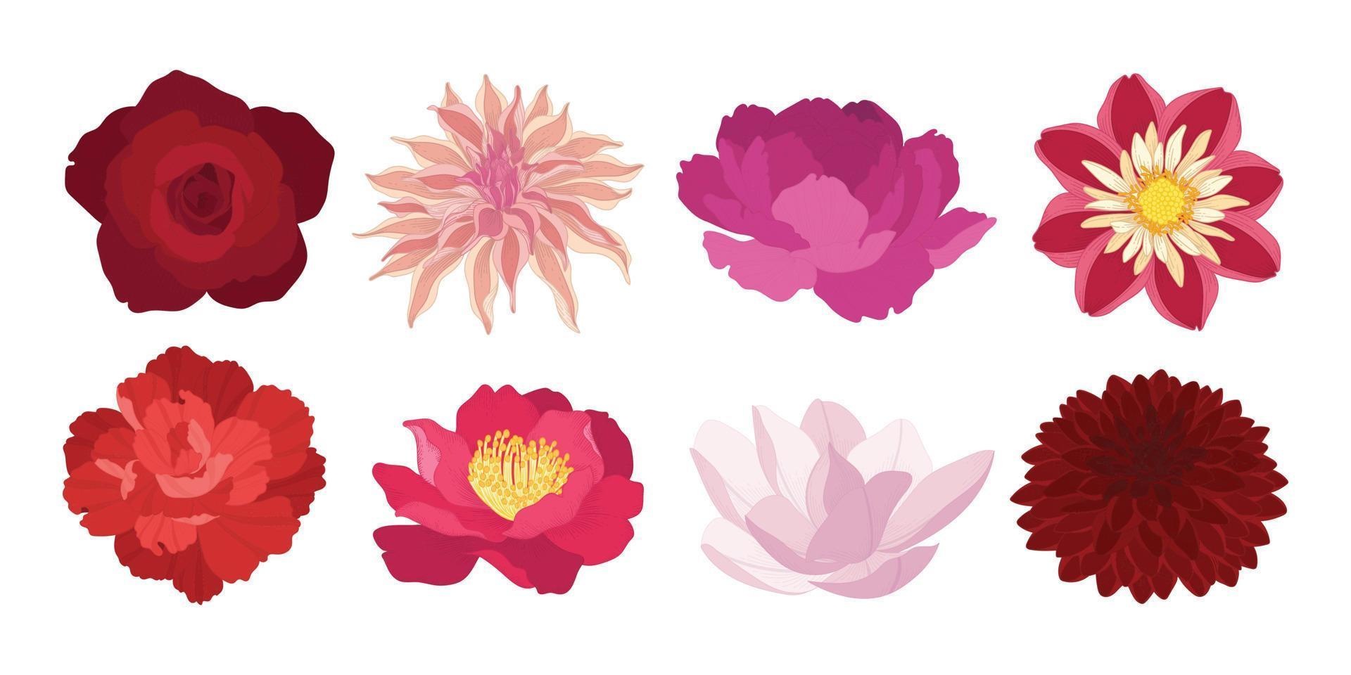 Set of colorful blooming flowers illustration. vector