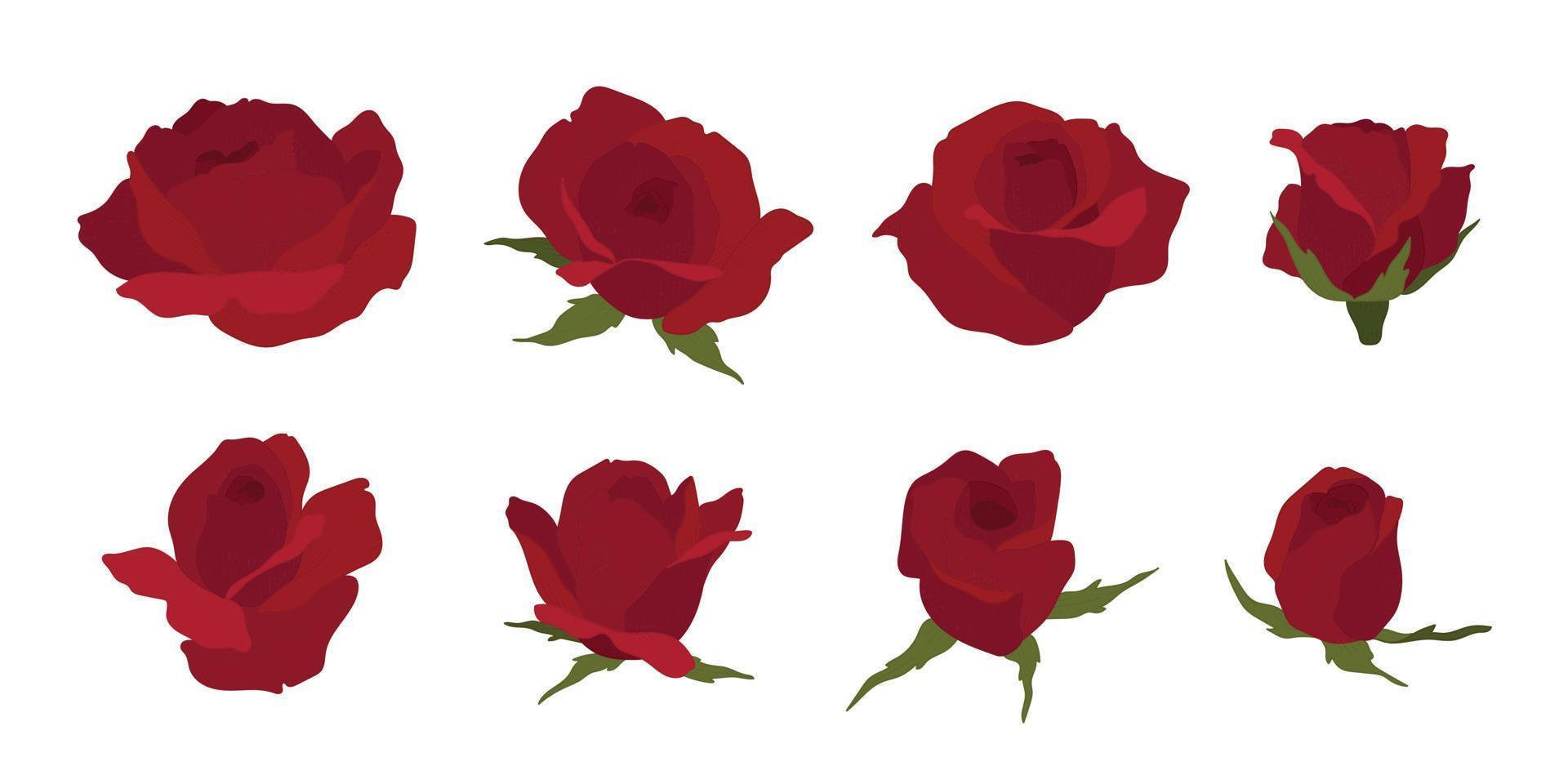 Set of red rose blooming flowers illustration. vector