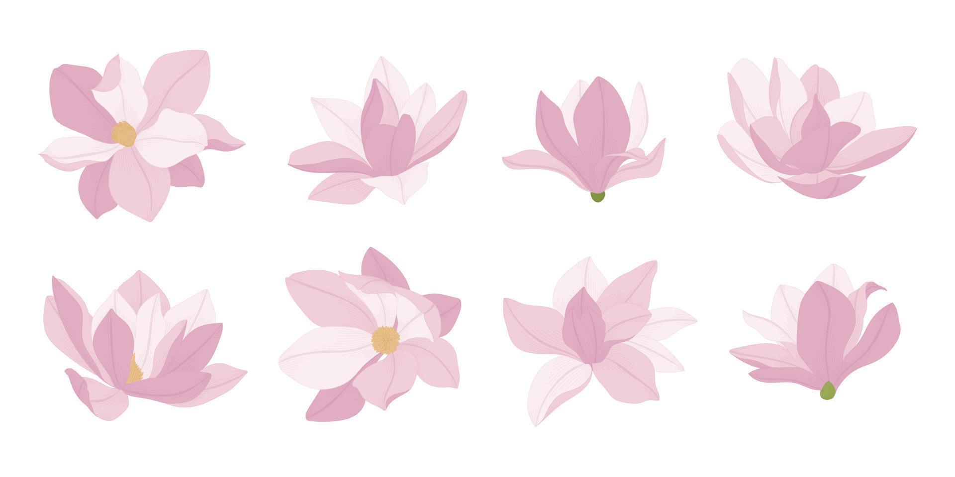 conjunto de ilustración de flores florecientes de magnolia rosa. vector