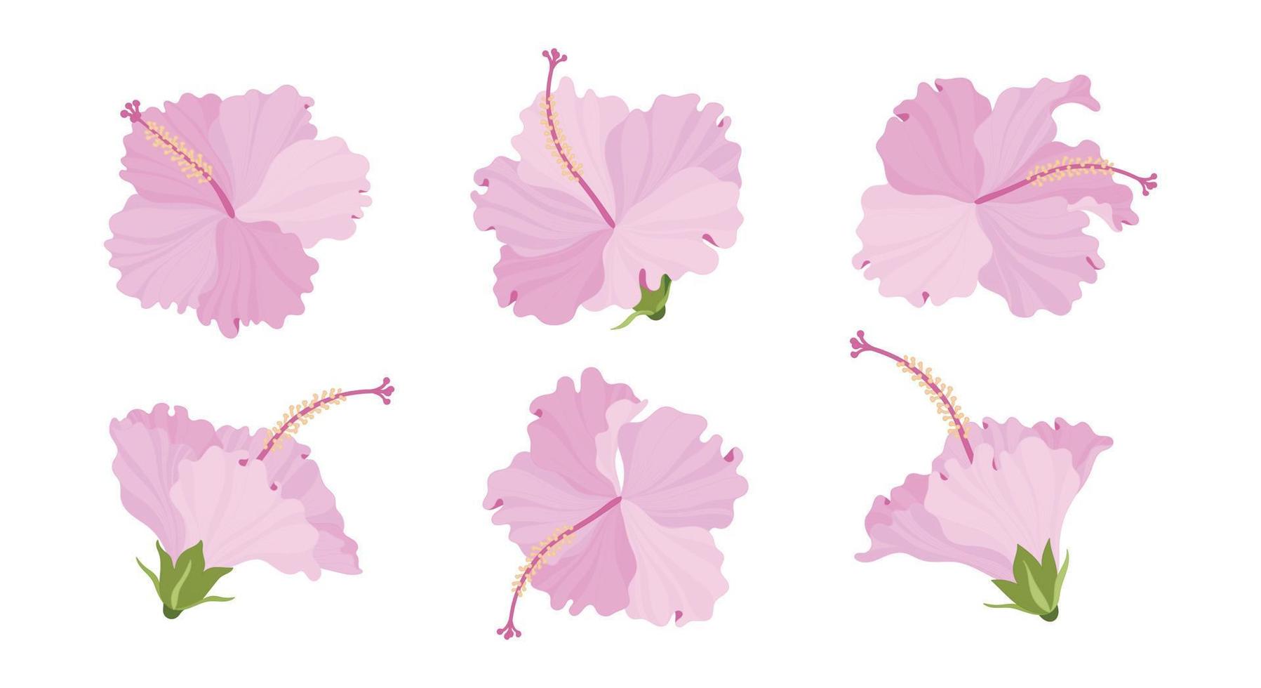 conjunto de ilustración de flores florecientes de hibisco rosa. vector