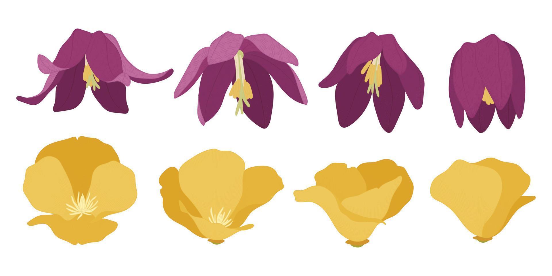 Set of colorful blooming flowers illustration. vector