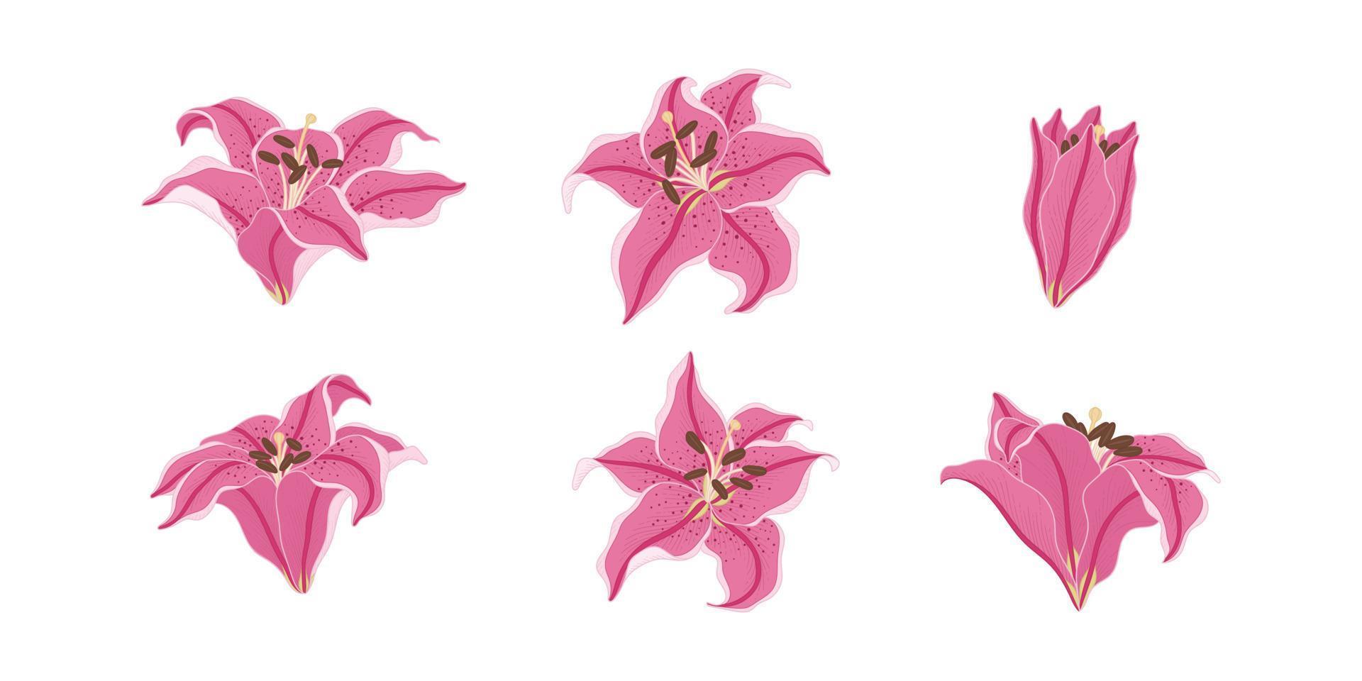 Set of pink lily blooming flowers illustration. vector