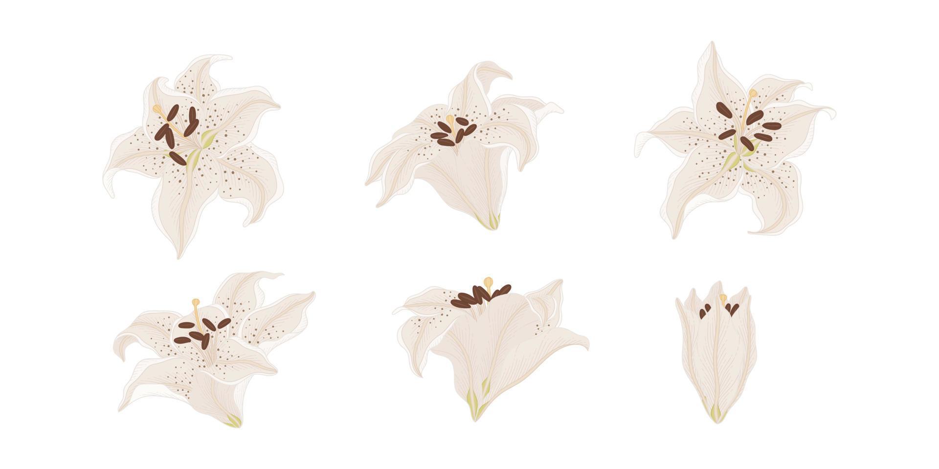 Set of white lily blooming flowers illustration. vector
