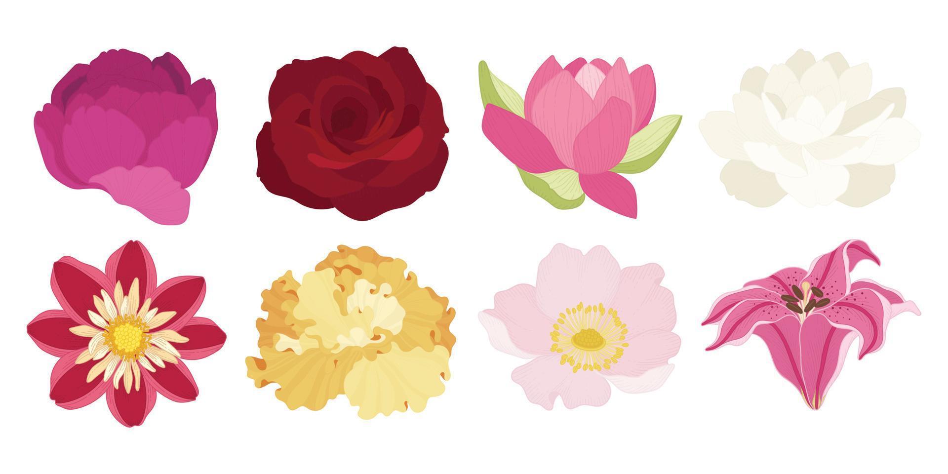 Set of colorful blooming flowers illustration. vector