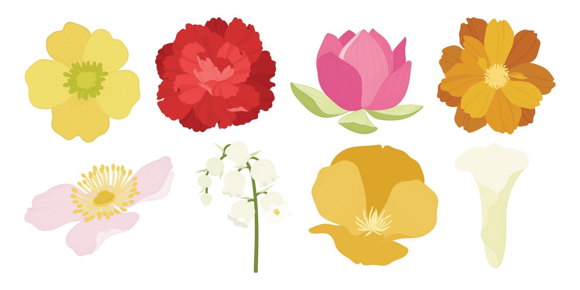 Set of colorful blooming flowers illustration. vector