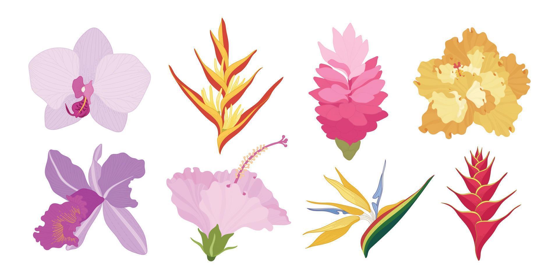 Set of colorful blooming flowers illustration. vector