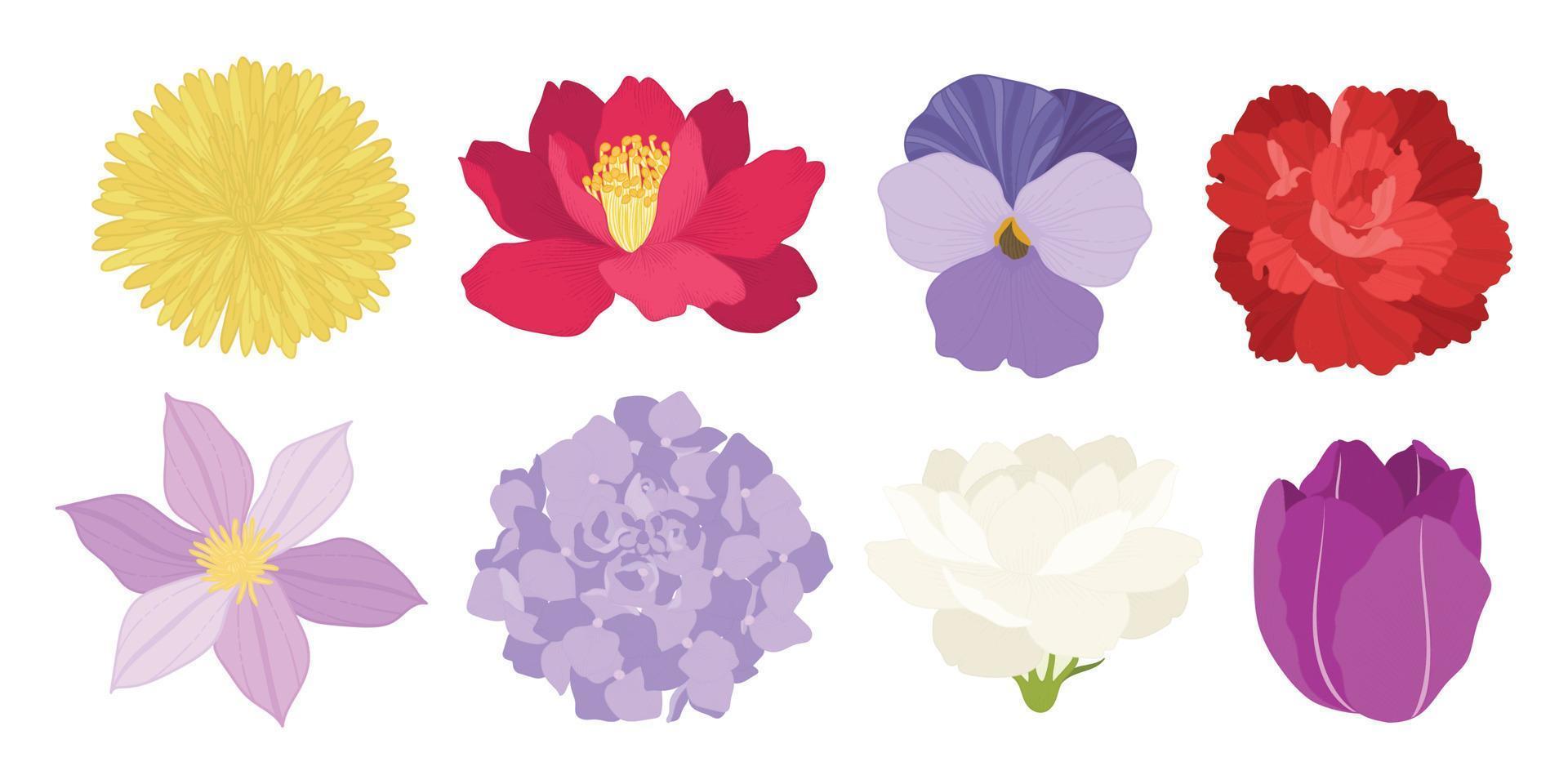 Set of colorful blooming flowers illustration. vector