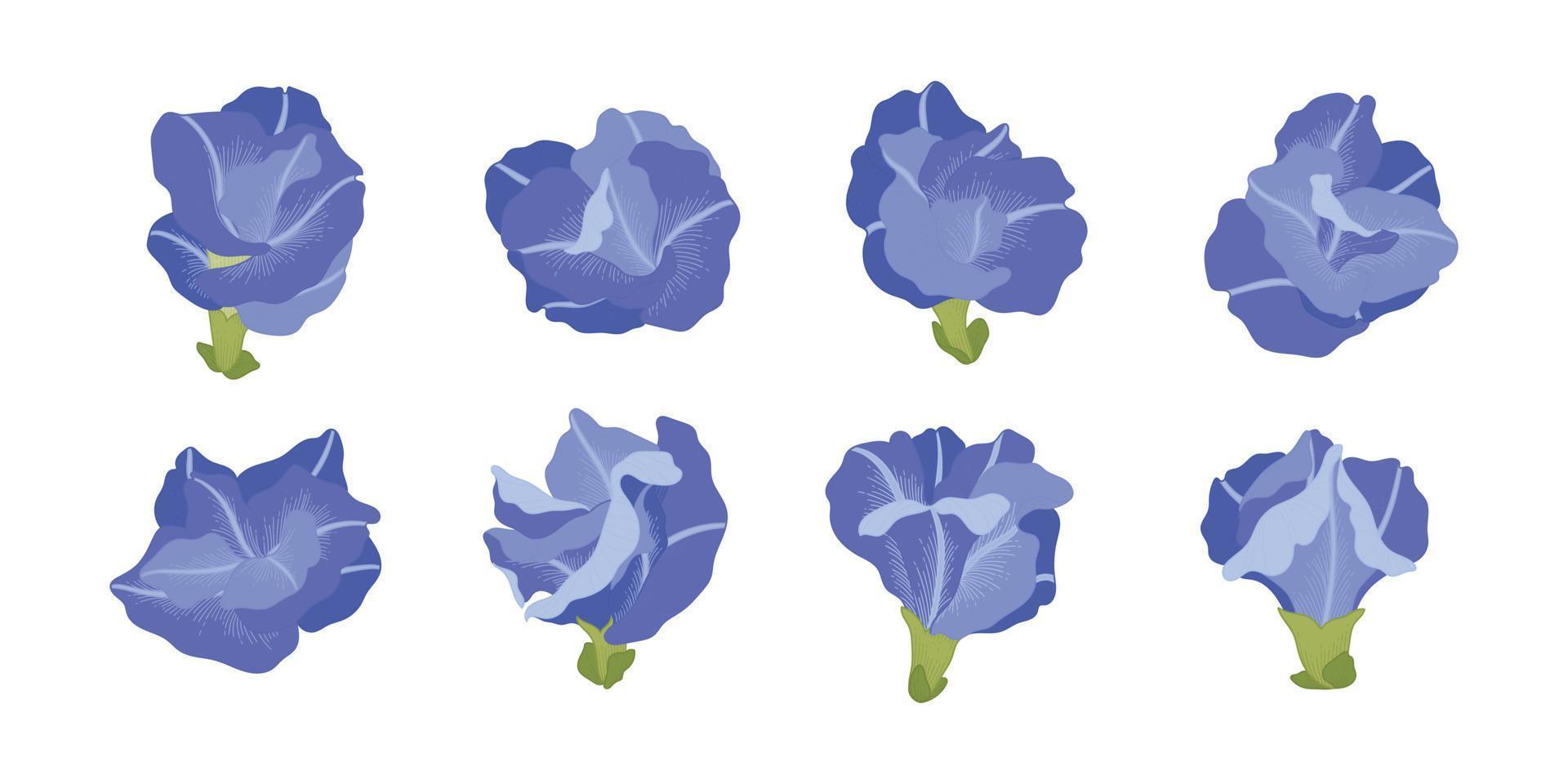 Set of blue pea blooming flowers illustration. vector
