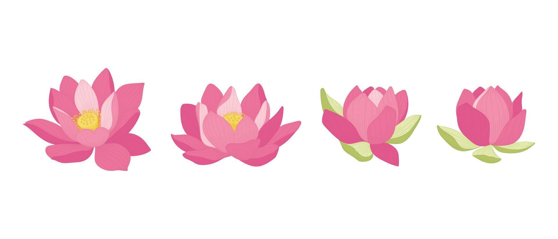 Set of pink lotus blooming flowers illustration. vector