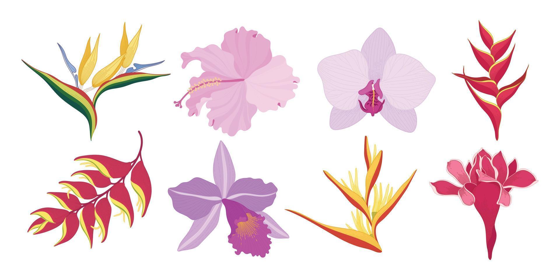 Set of tropical colorful blooming flowers illustration. vector