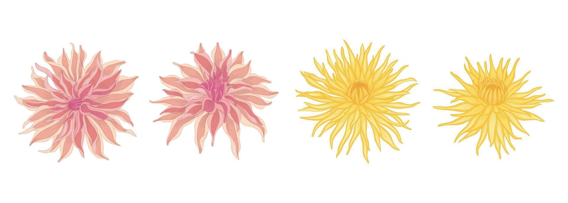 Set of dahlia blooming flowers illustration. vector