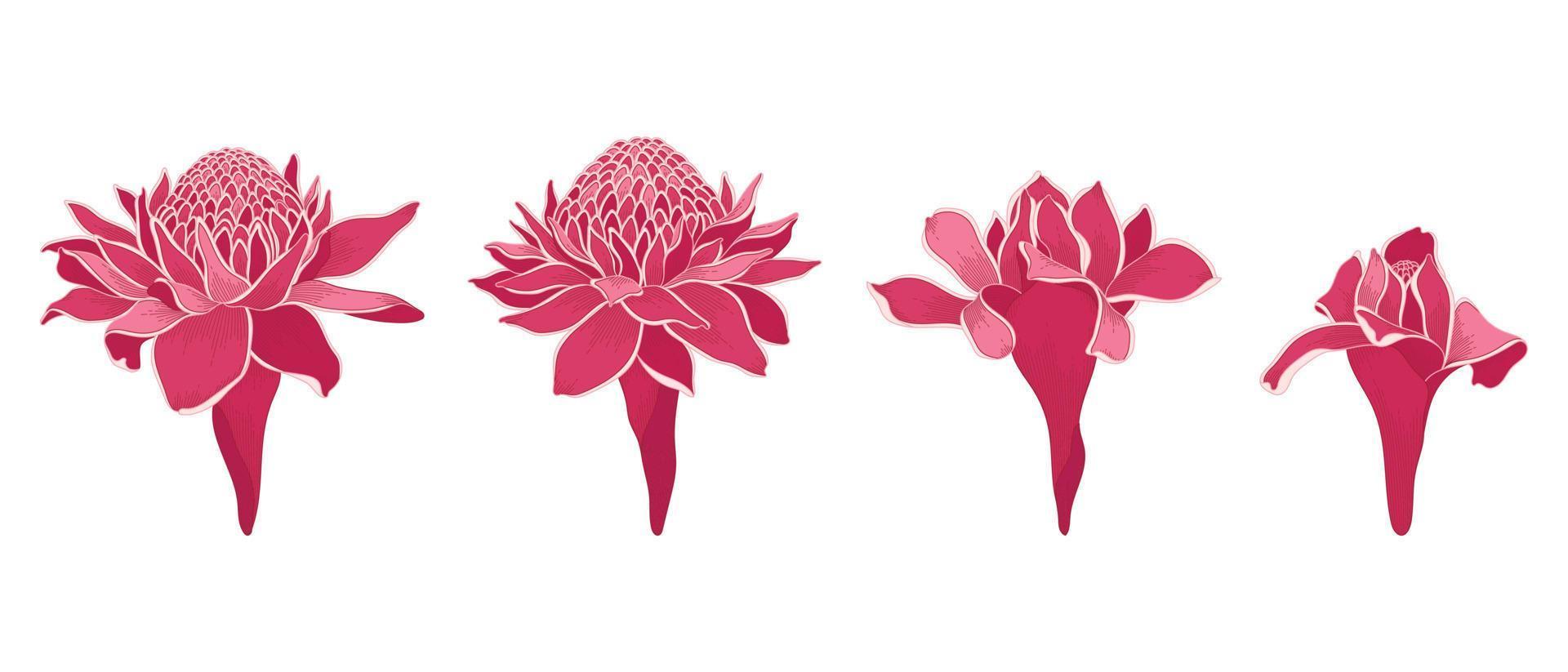 conjunto de ilustración de flores florecientes de jengibre antorcha roja. vector