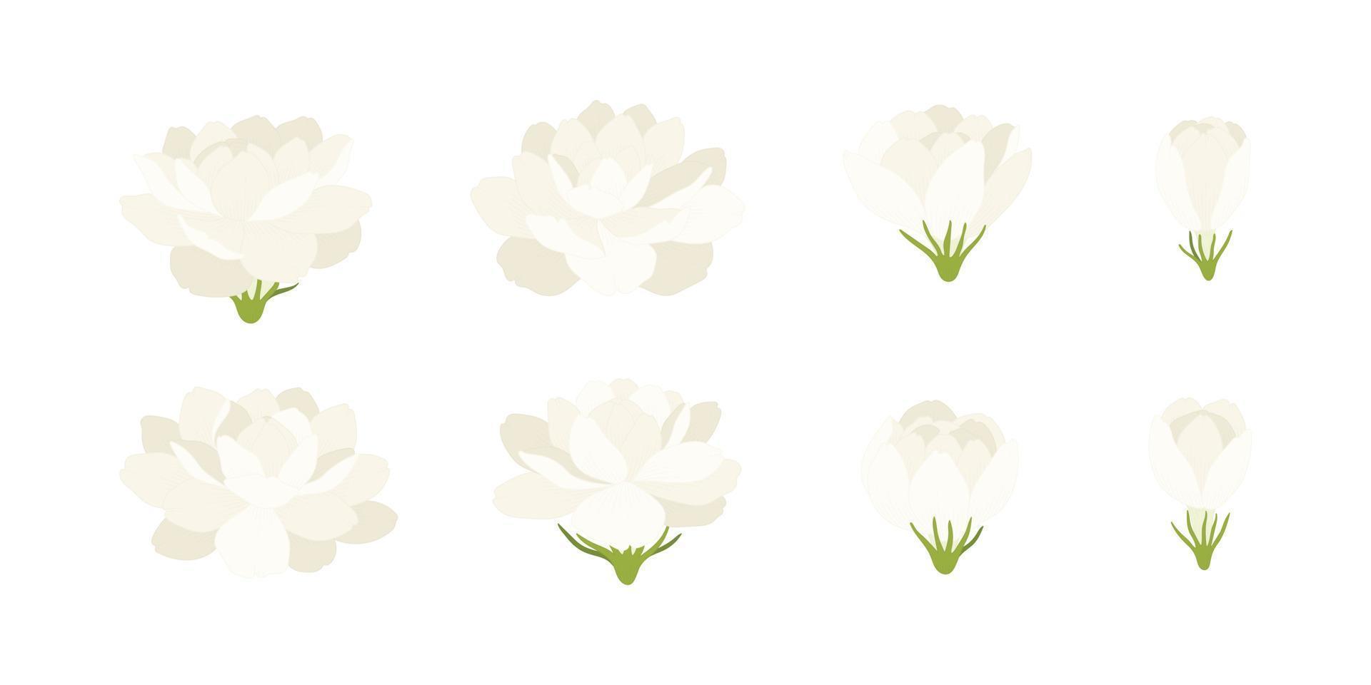 Set of white jasmine blooming flowers illustration. vector