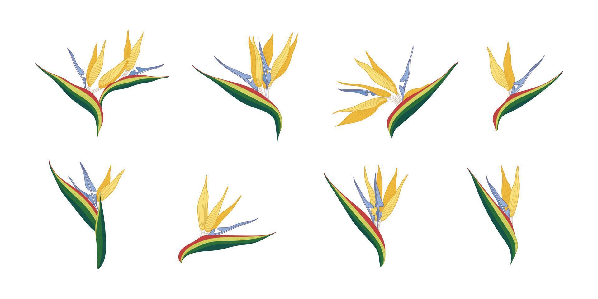 Set of bird of paradise blooming flowers illustration. vector