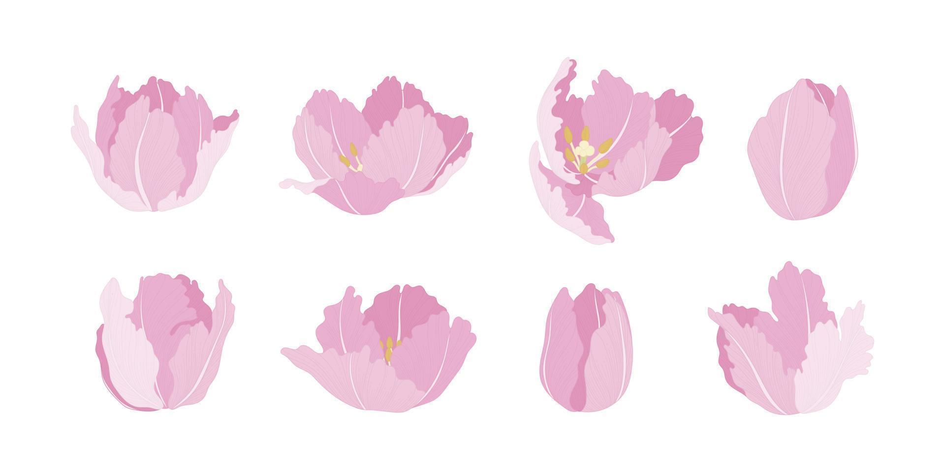 conjunto de ilustración de flores florecientes de tulipán rosa. vector