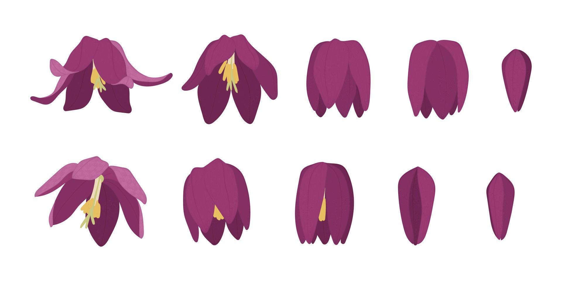 Set of snake's head fritillary blooming flowers illustration. vector