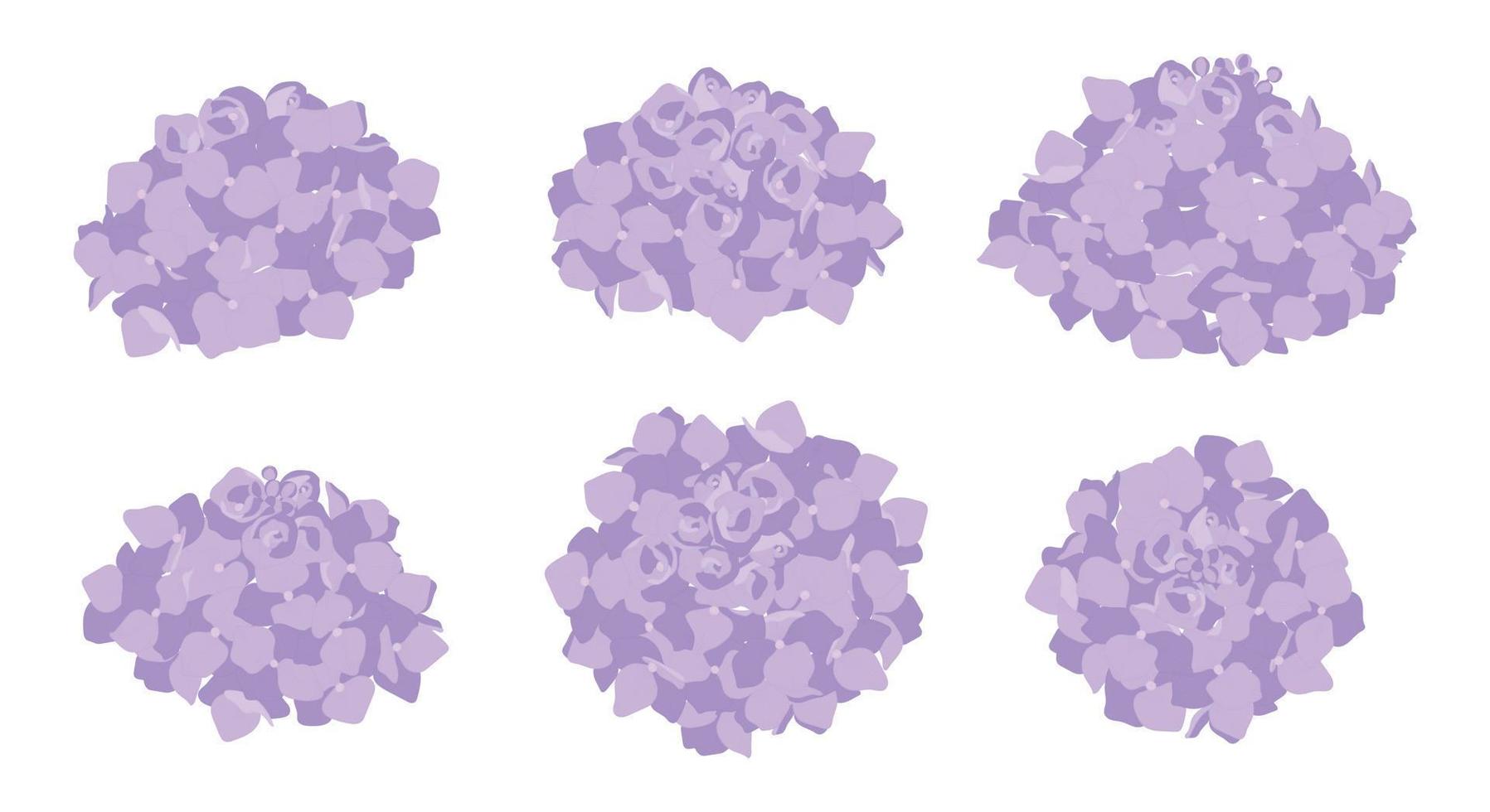 Set of purple hydrangea blooming flowers illustration. vector