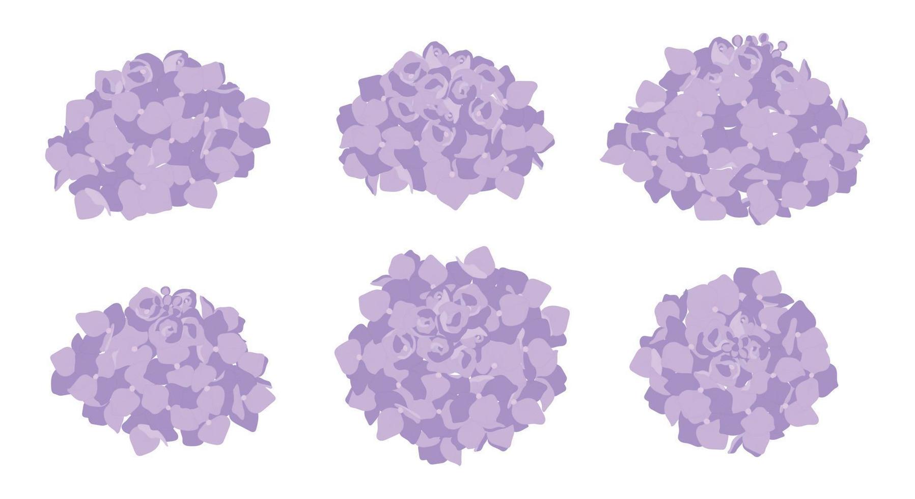 conjunto de ilustración de flores florecientes de hortensia púrpura. vector