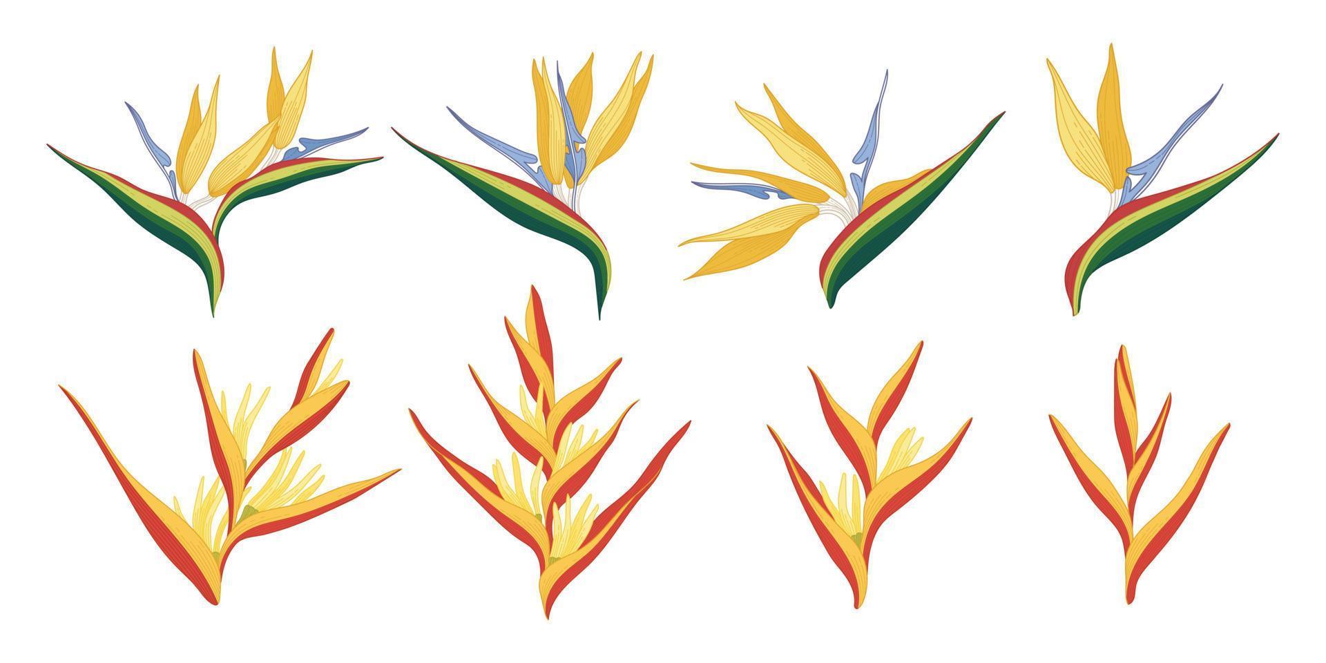 Set of colorful blooming flowers illustration. vector