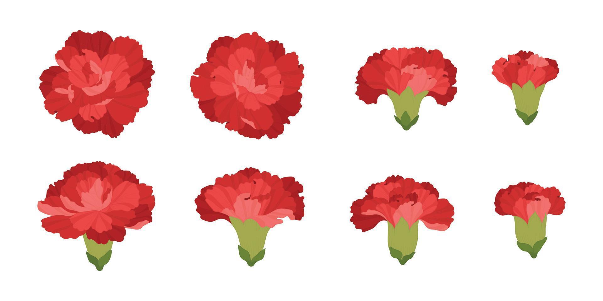 Set of red carnation blooming flowers illustration. vector