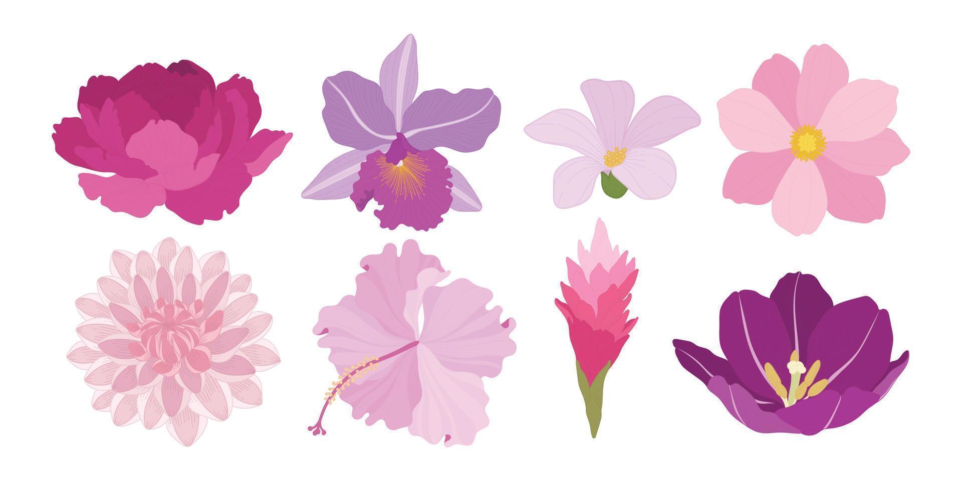 Set of colorful blooming flowers illustration. vector