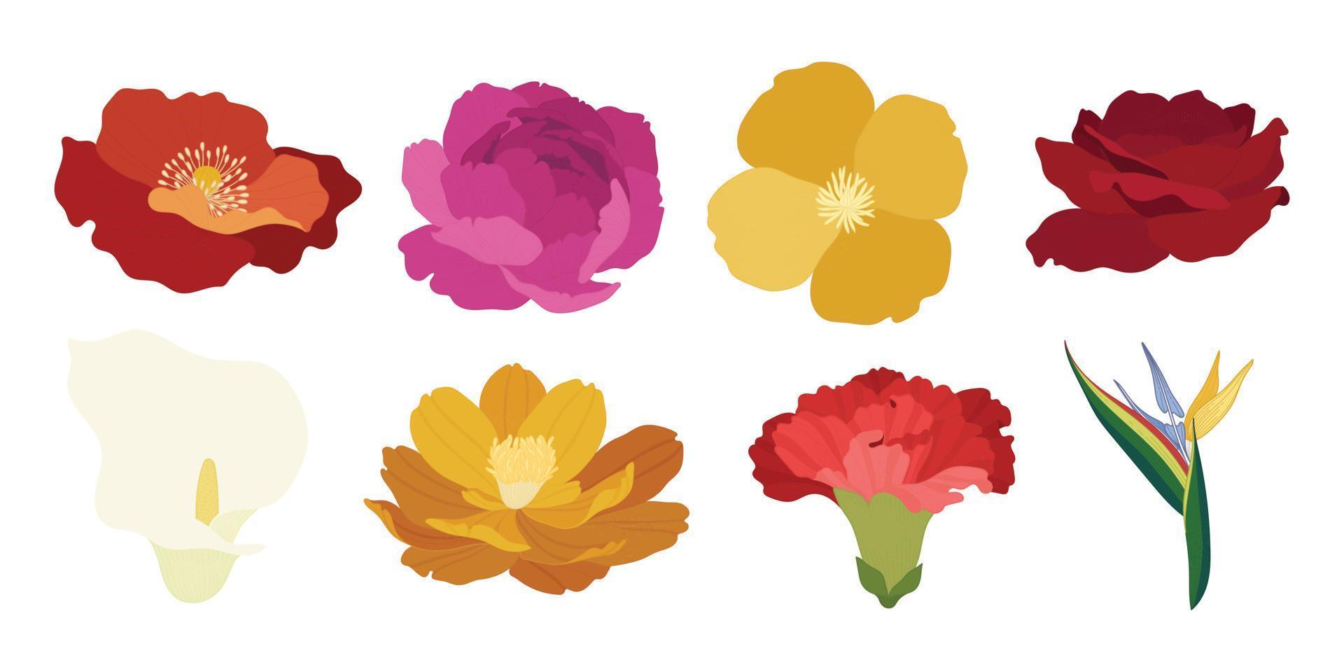 Set of colorful blooming flowers illustration. vector