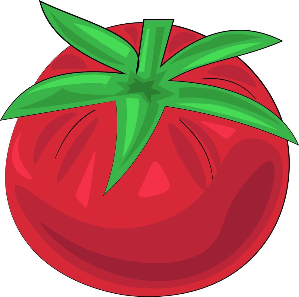 tomate de un solo elemento. dibujar ilustraciones en colores vector
