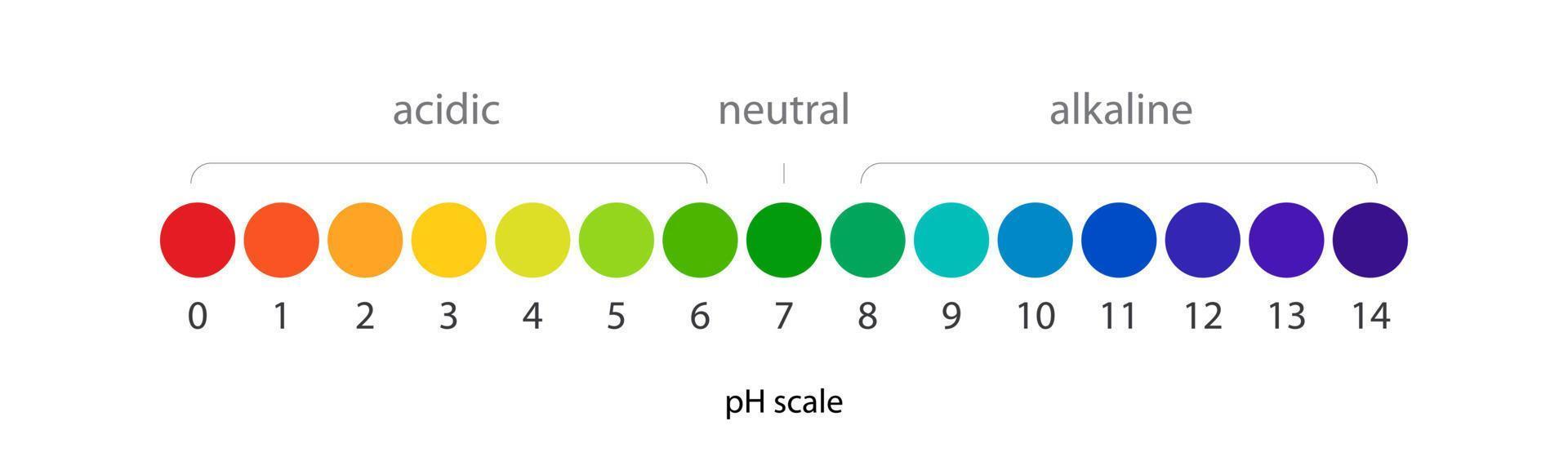 escala de ph equilibrio ácido-base infográfico vectorial vector