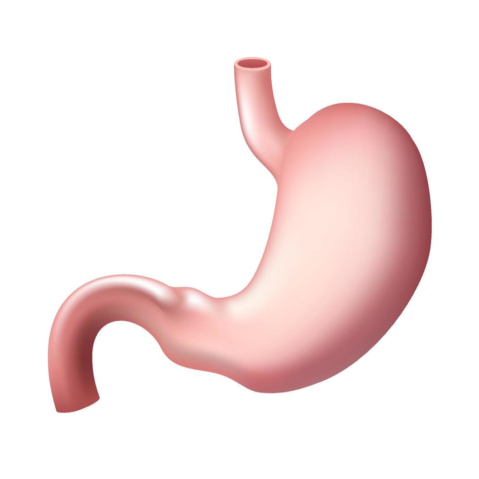 Human stomach isolated icon. vector