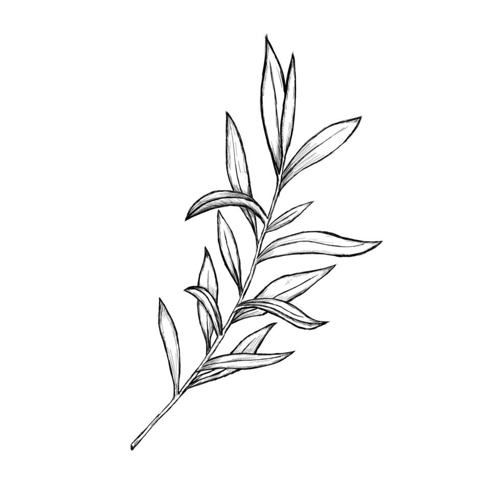 Leaf branch sketch vector