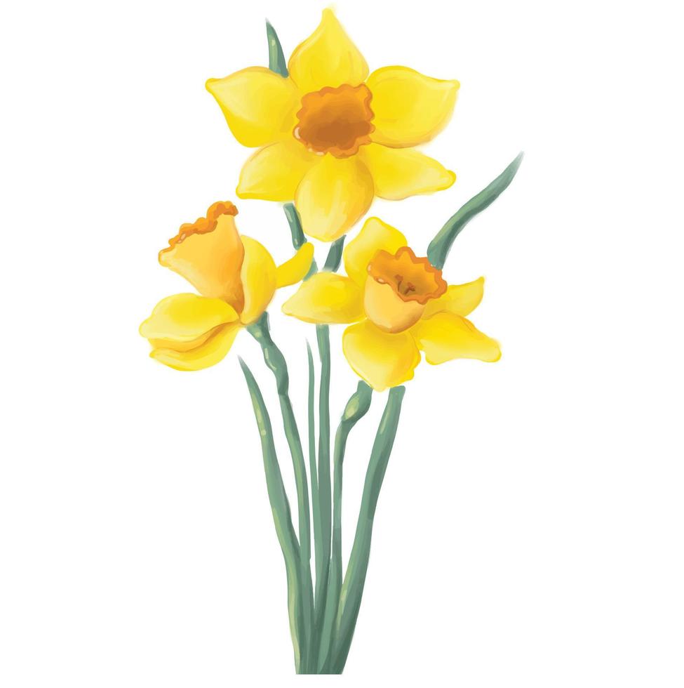 Bouquet of blooming yellow daffodil flowers with green leaves, isolated vector.jpg vector