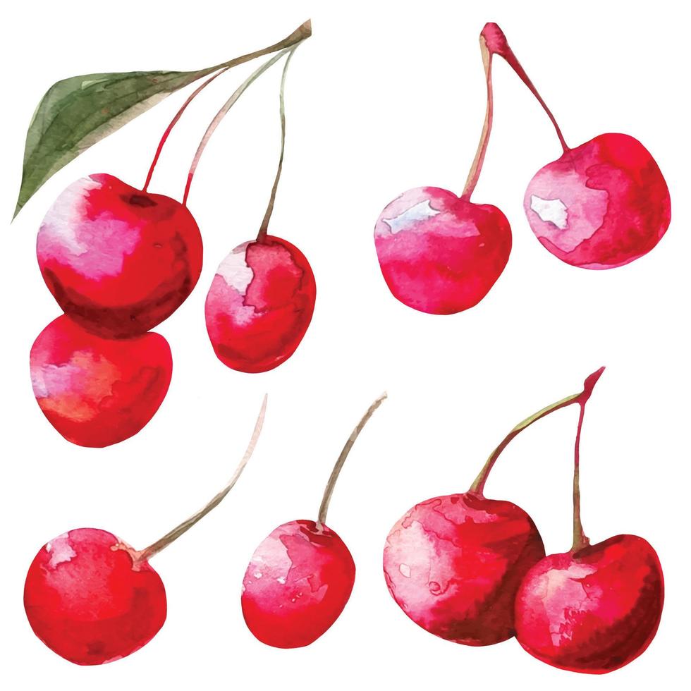 red cherry set, sakura fruit watercolor illustration vector