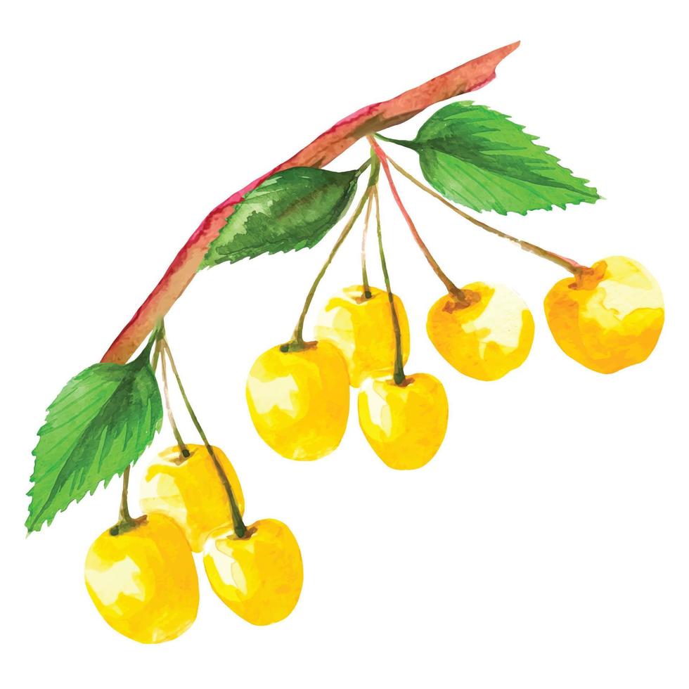 bunch of yellow cherries on a branch with leaves, sakura fruit watercolor illustration vector