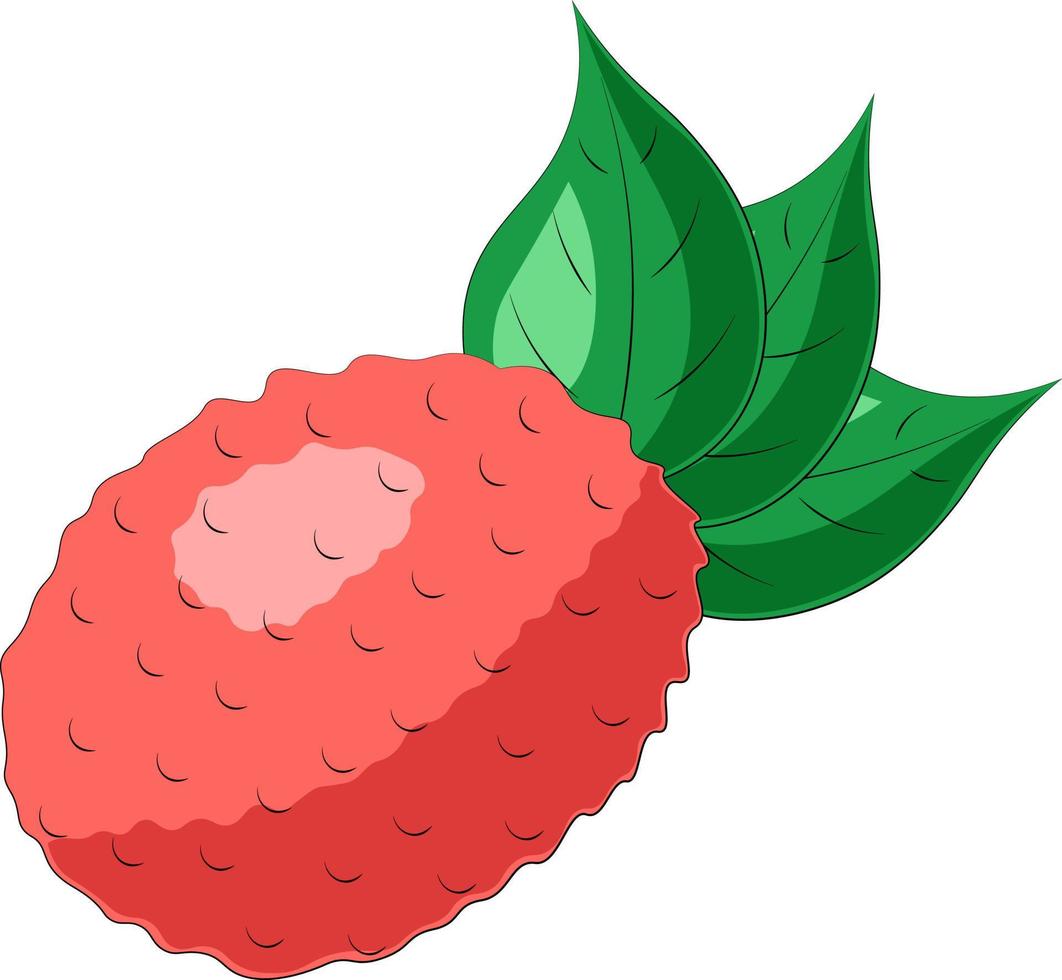 lichi de una sola fruta dibujada y hoja en color vector