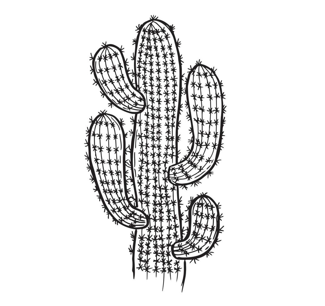 Cactus hand drawn illustration, vector. vector