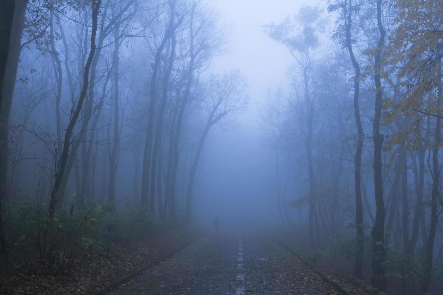 Landscape with foggy autumn park, many trees in cold blue colors photo