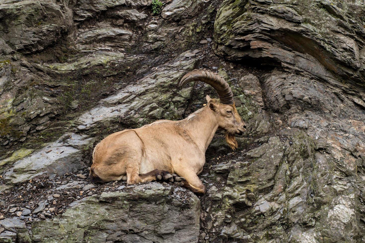 Wild mountain goat sitting on the cliff close up portrait photo