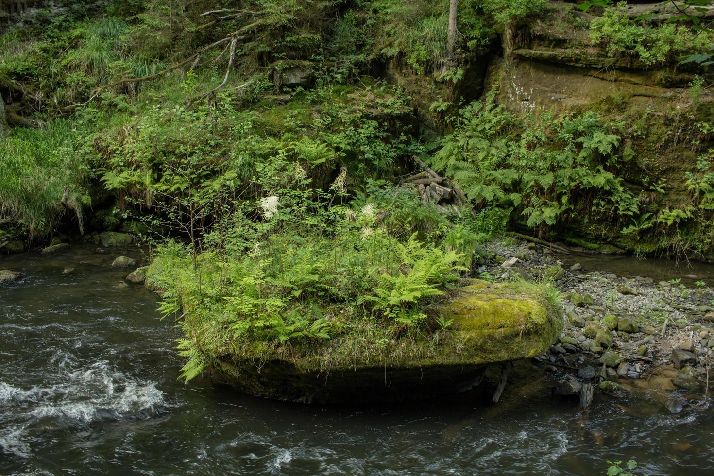 paisaje en las montañas en el parque nacional de Suiza Checa, bosque de pinos y rocas foto