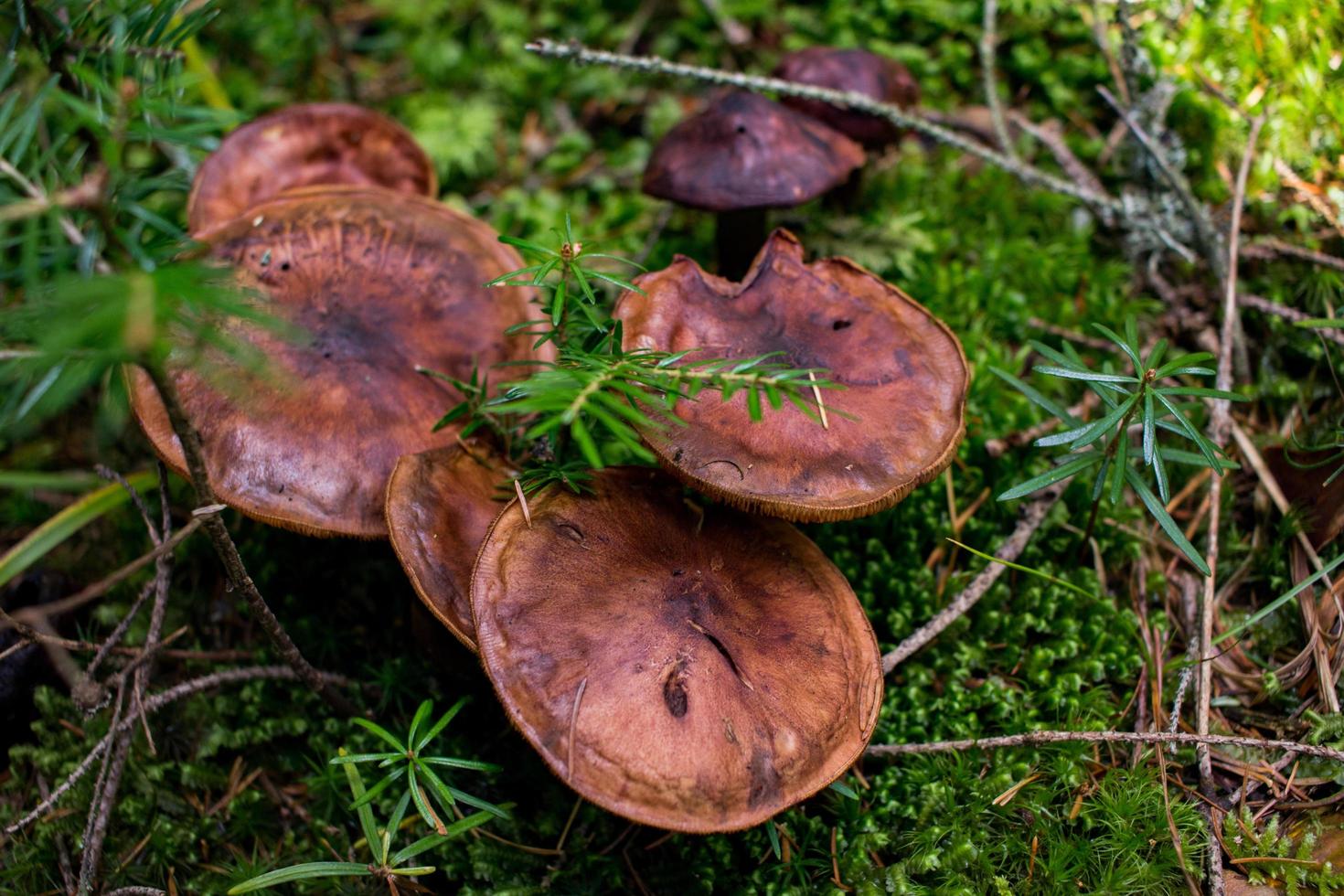 hongos en el bosque, imagen otoñal del bosque, fondo de madera foto