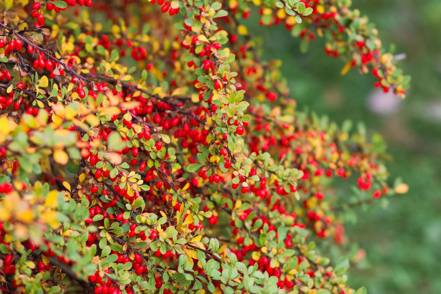 arbusto colorido de otoño con hojas verdes y amarillas y redberrys foto