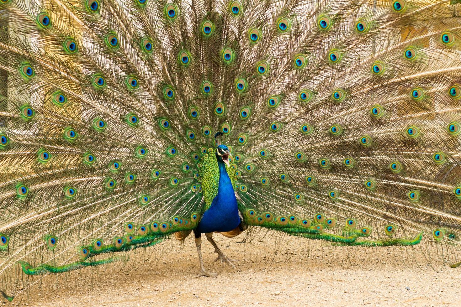 portrait of beautiful peacock in the park photo