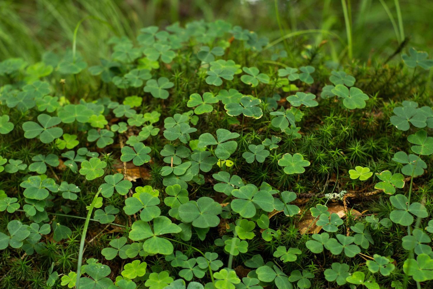 cerca de trébol verde y musgo en el bosque de primavera foto