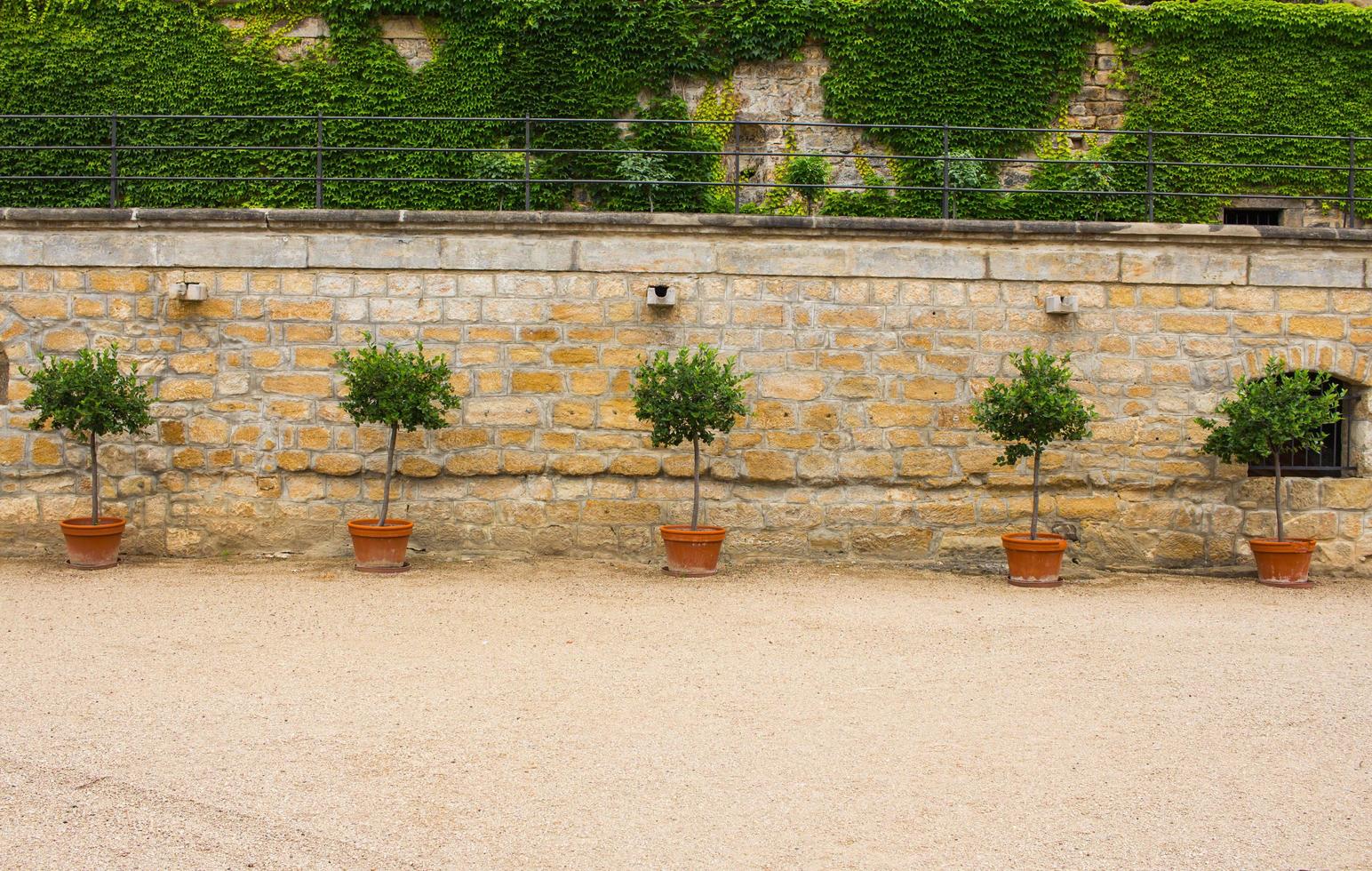 decoraciones al aire libre en el parque con árboles en macetas grandes contra la pared de piedra rústica foto