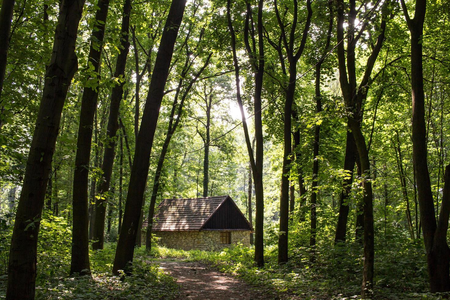 Old wooden house in summer forest, ukrainian vintage architecture photo