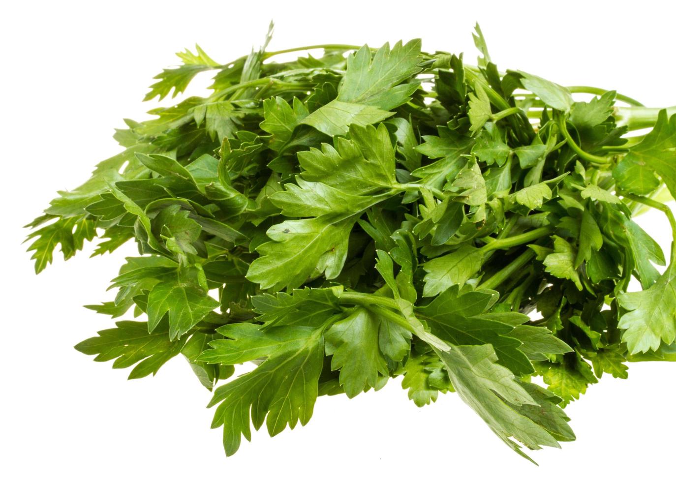 a bunch of parsley on a white background photo